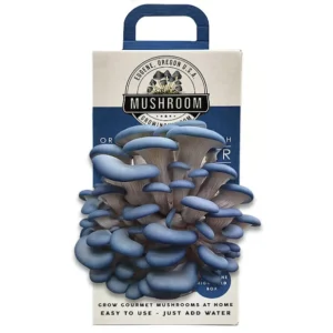 mushroom-packing-box